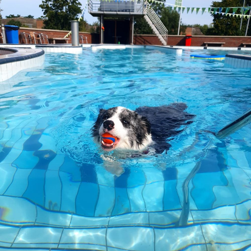 Meer informatie over de Hondenplons